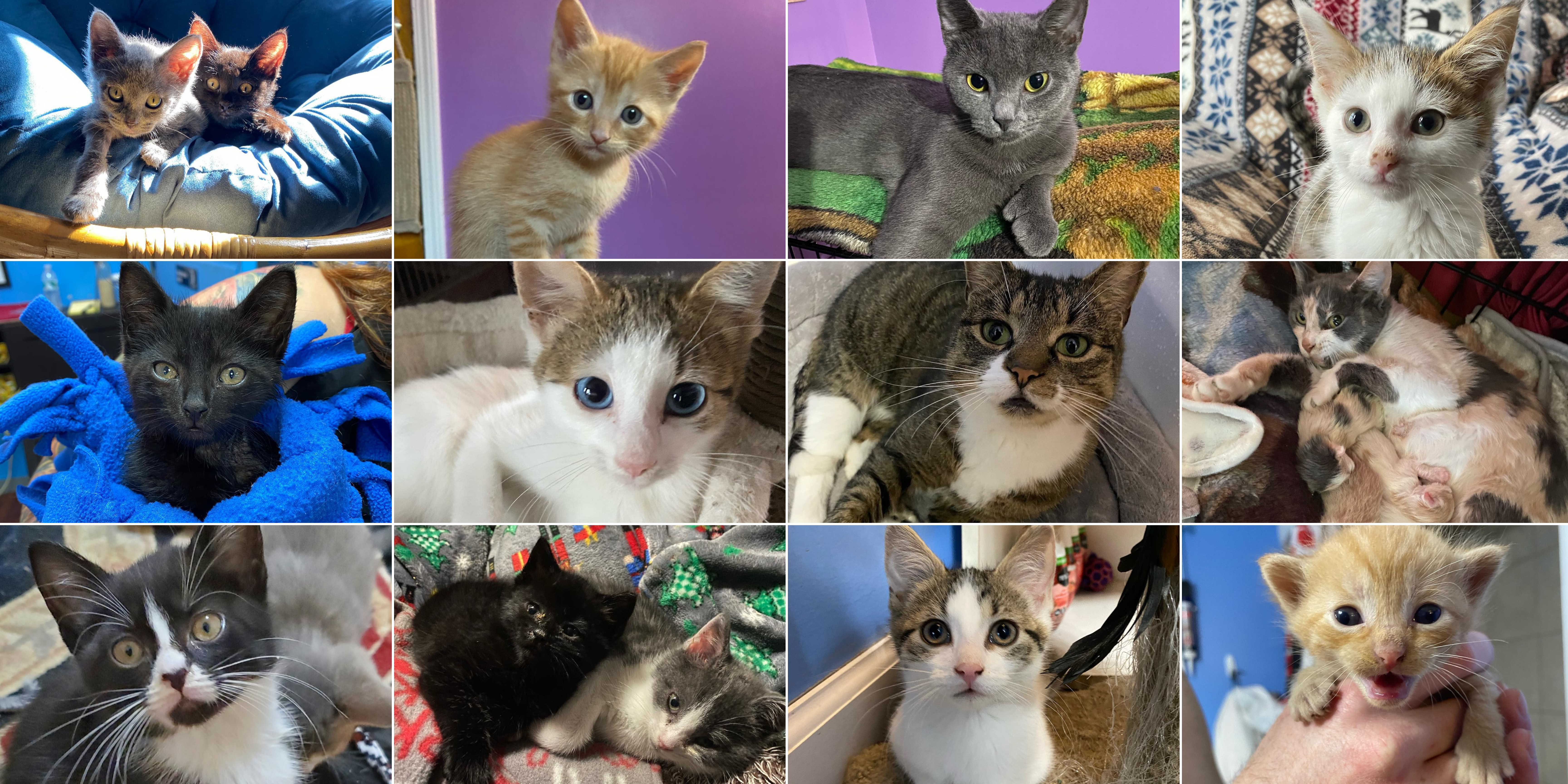 Grid of the many Misfit Meeps who have been rescued and adopted through Love for Misfit Meeps